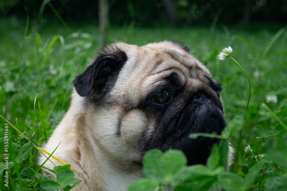 Obraz premium scene pug in the garden. Close up