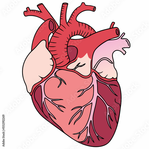 Illustration of a human heart with visible arteries and veins in shades of pink and red colors anatomy