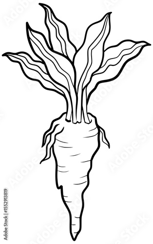 Horseradish Plant Vector Outline Line Art Drawing