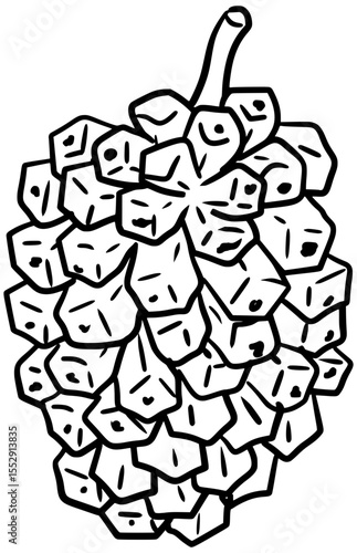 Hala Fruit Vector Outline Line Art Drawing