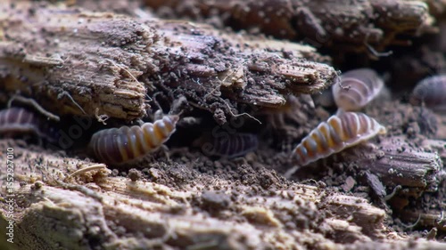 woodlice close-up decaying wood ecosystem