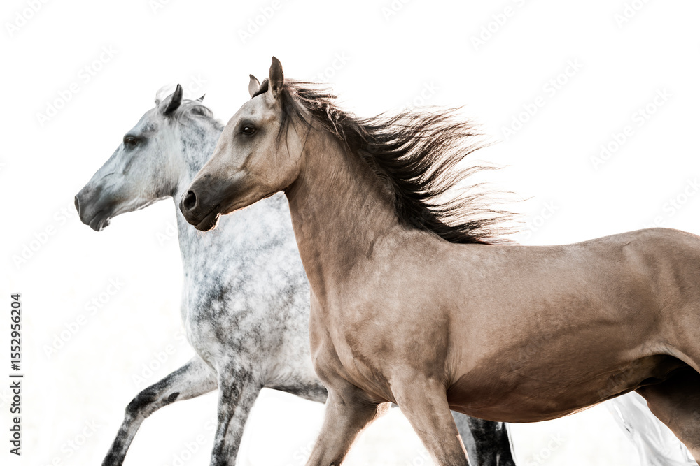 Obraz premium two powerful horses running being fast with a white background fine art edit