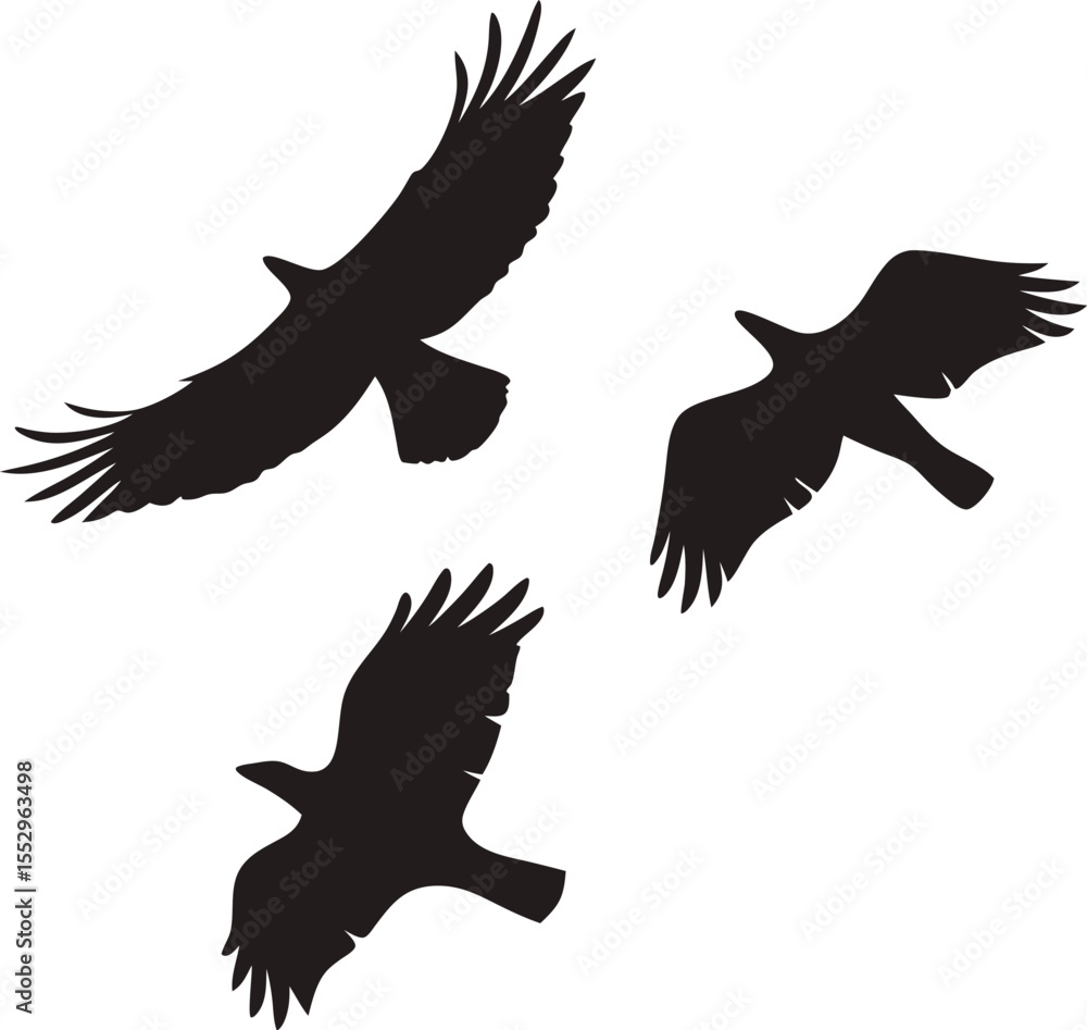 Obraz premium Bird silhouette, wildlife, flying bird silhouette