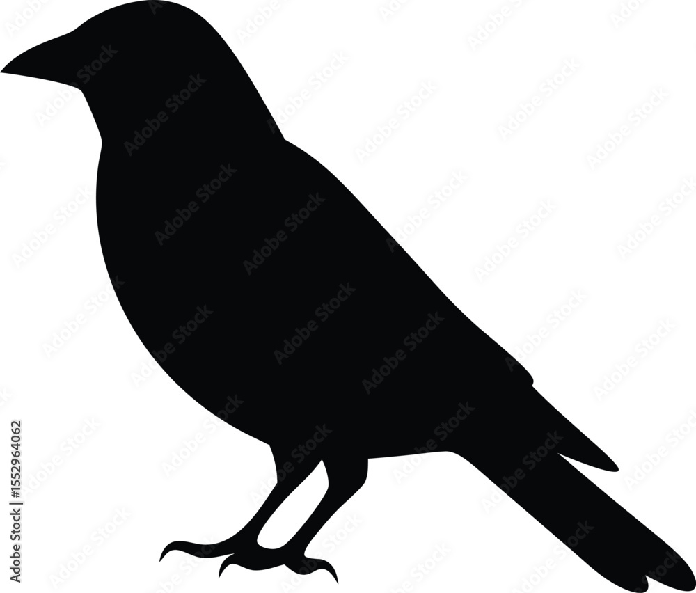 Fototapeta premium Bird silhouette, wildlife, flying bird silhouette