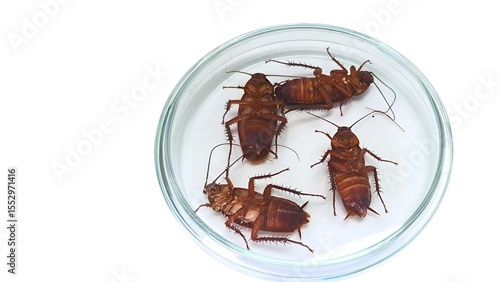 Four cockroaches in a petri dish on a white background.
