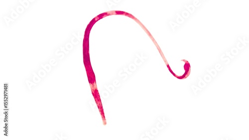 Strongyloides stercoralis filariform larva