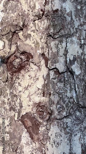 Tree bark with reddish tones and deep cracks showing natural rugged forest texture