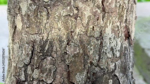 Natural textured tree bark closeup with visible cracks and rugged wood surface detail