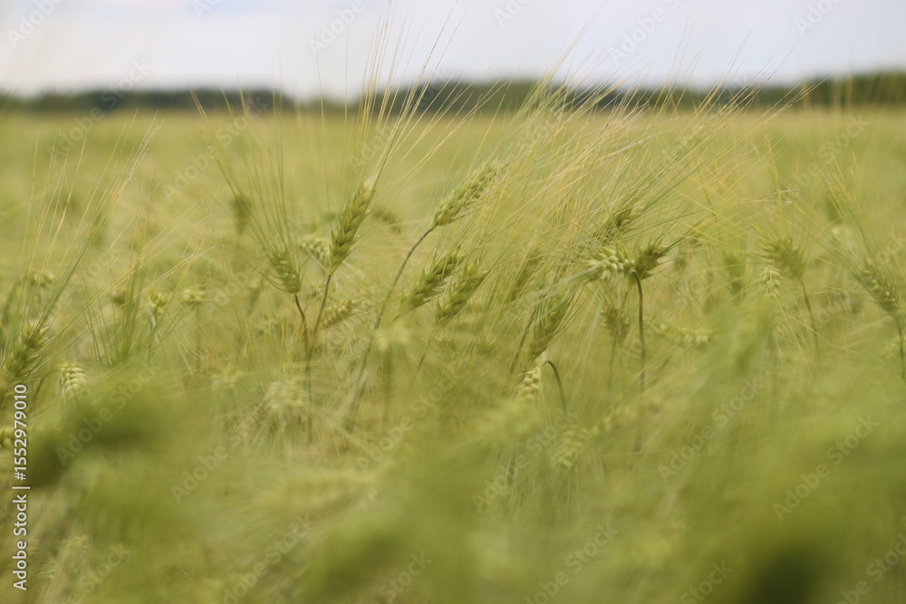 Obraz premium Green ears of unripe barley in an agricultural field