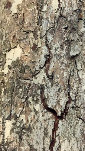 Closeup of rough tree bark with textured natural cracks and rugged aged forest surface
