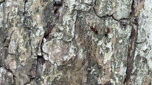 Cracked textured tree bark with visible lines and deep crevices in sunlit summer woodland