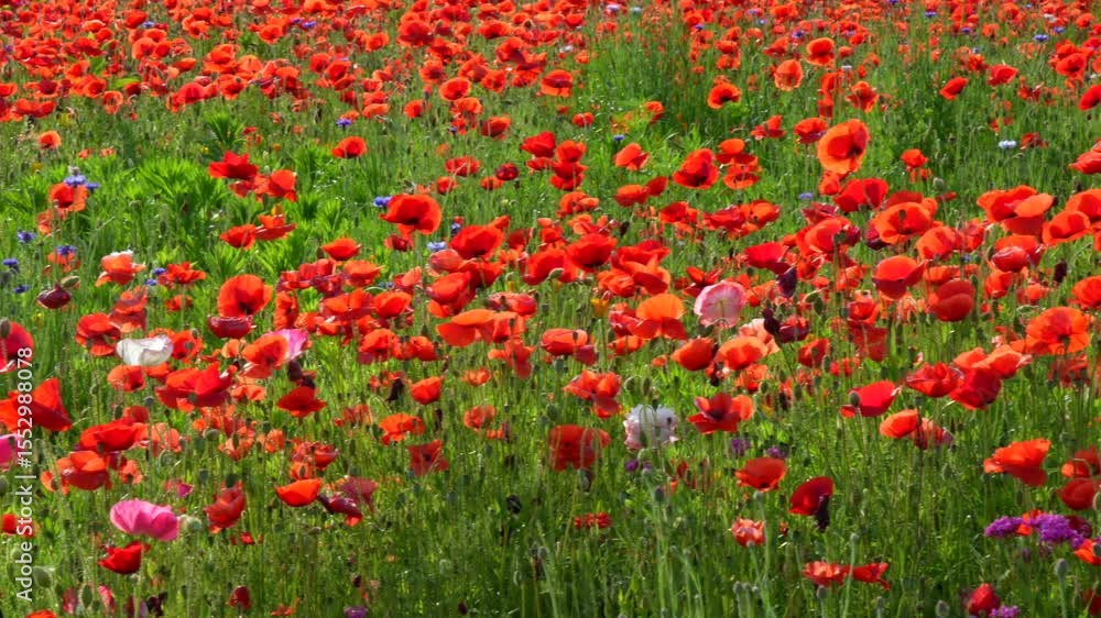 A panning view of a field of red poppies glowing in the morning sunshine. A panning view of a field of red poppies glowing in the morning sunshine.