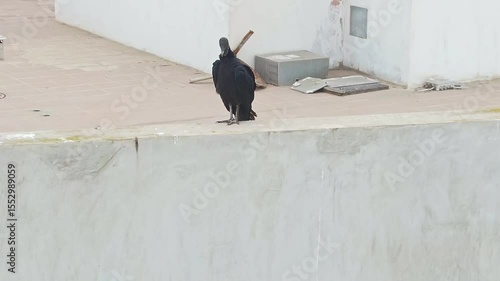 Solitary black vulture on rooftop in Miraflores, Lima, Peru, urban wildlife concept