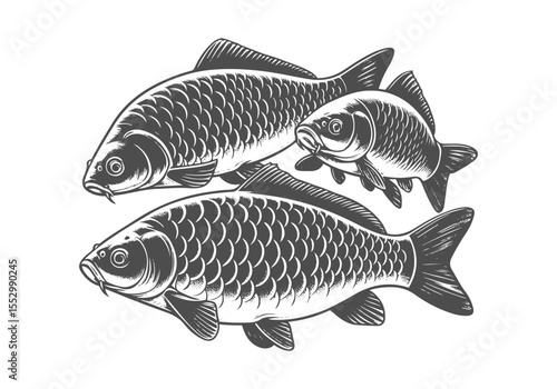 Common Carp Engraved Hand Drawn Natural Illustration Vector Isolated by AZ for Books, Arts, Design and Decoration Graphic Asset
