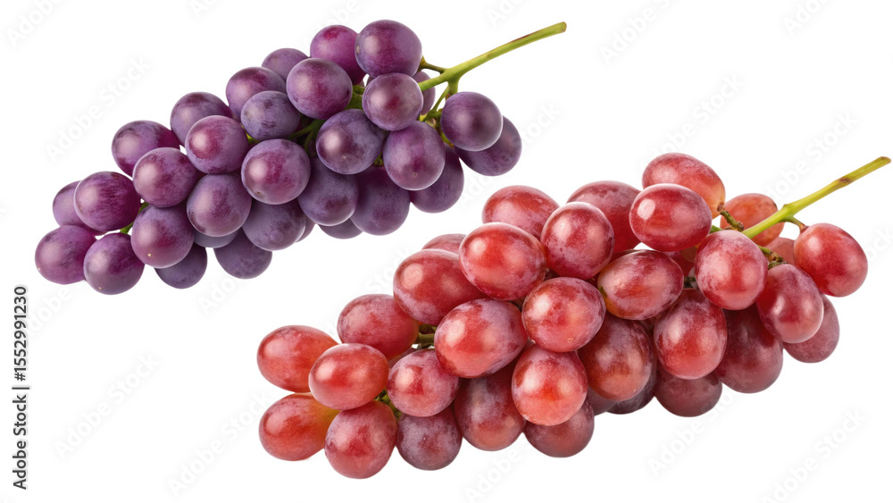 Fototapeta premium Bunches of red and purple grapes on a vine.