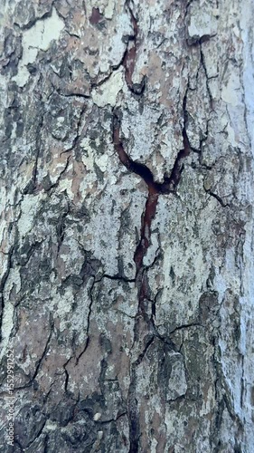 Grey textured tree bark closeup showing natural patterns with cracks and organic surface