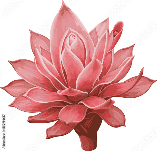 Pink galangal flower, Thai herbal flower, tropical herbal plant
