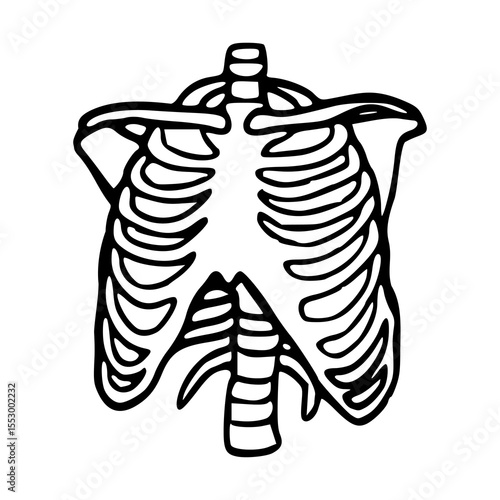 human torso skeleton outline
