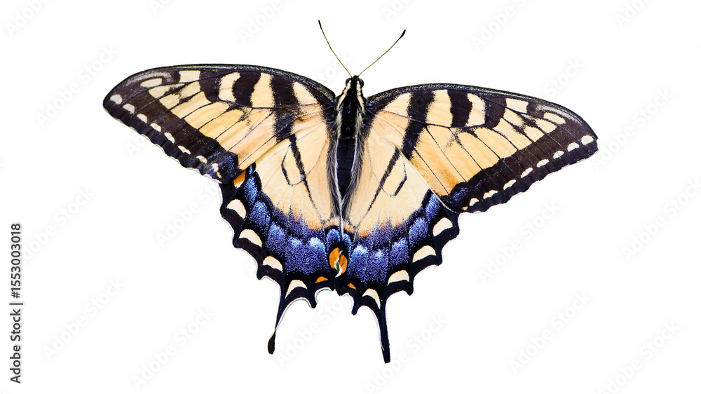 Fototapeta premium black cream butterfly png