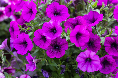 Petunia is a genus of plants belonging to the Solanaceae family.
