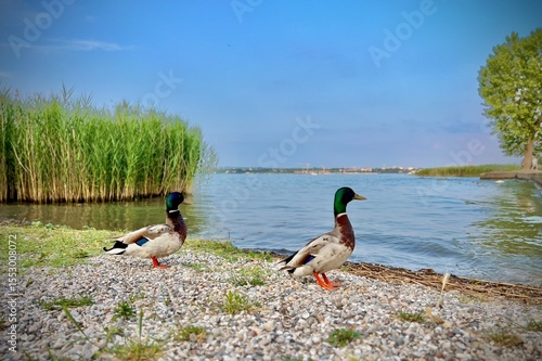 ducks on the lake