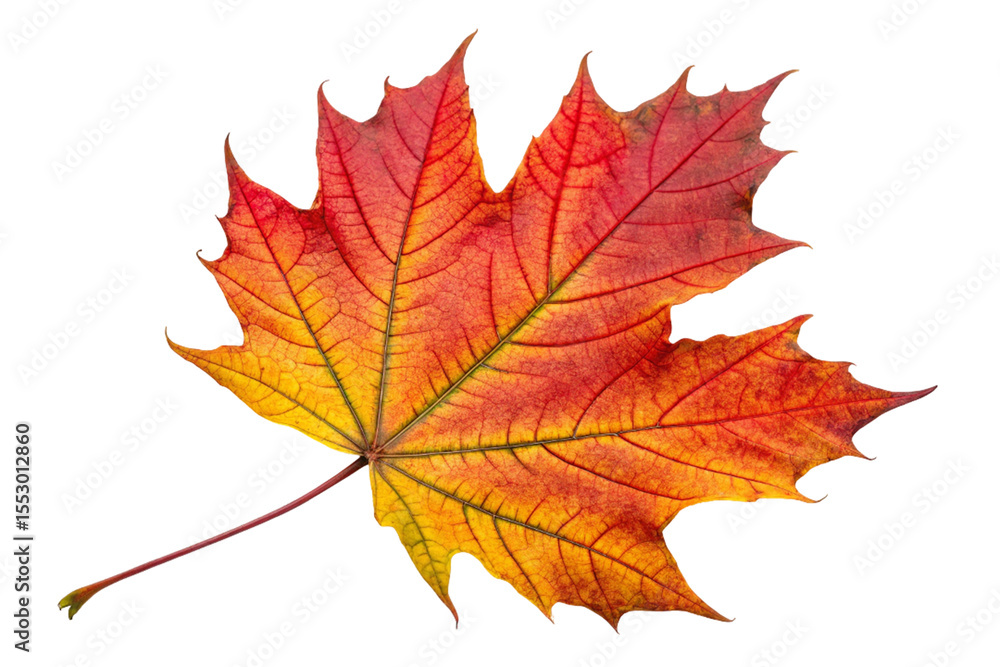 Vibrant red and yellow maple leaf autumn season isolated on transparent background Vibrant red and yellow maple leaf autumn season isolated on transparent background