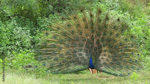 full shot of Indian peafowl or Pavo cristatus male peacock display his wings open dancing with full wingspan to attracts female partners for mating at ranthambore national park forest rajasthan india