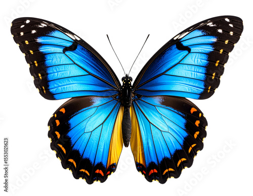 Realistic Blue and Yellow Butterfly in Side View with Spotted Wings isolated on transparent background PNG