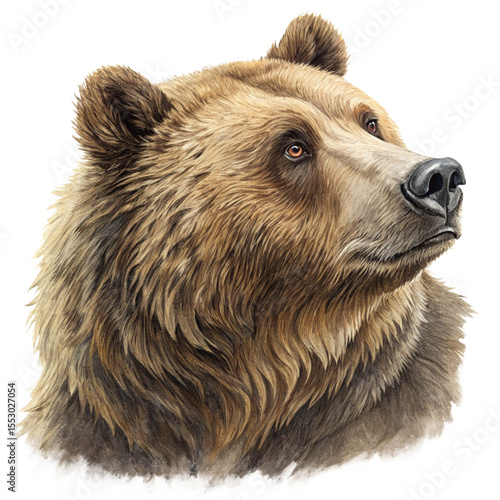 Brown Bear Profile