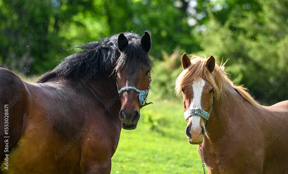 Obraz premium Two beautiful horses on the mountain. Domestic horses tied with a chain. Horse and mare grazing.