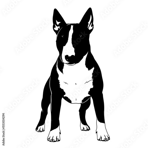 A striking black and white silhouette of a bull terrier standing alertly with its distinctive head shape and pointed ears isolated on transparent background silhouette