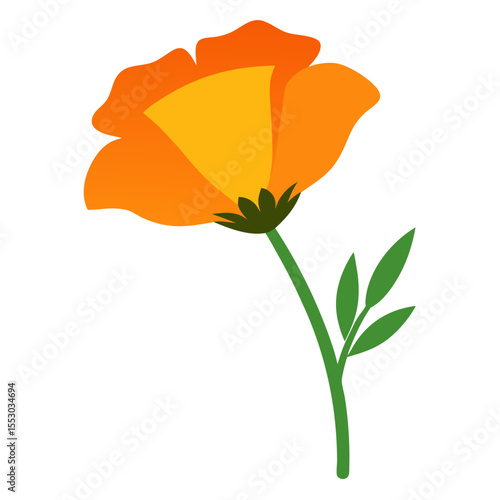 california poppy on-white-background