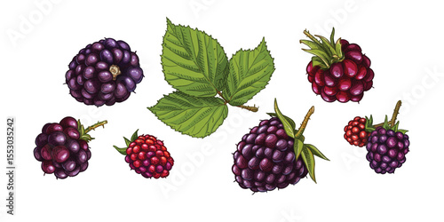 Hand drawn fresh blackberries and blackberry leaf. View from different angles. Vector illustration isolated on white background.