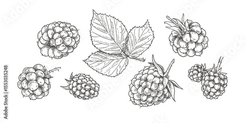 Hand drawn fresh blackberries and blackberry leaf. View from different angles. Vector illustration isolated on white background.