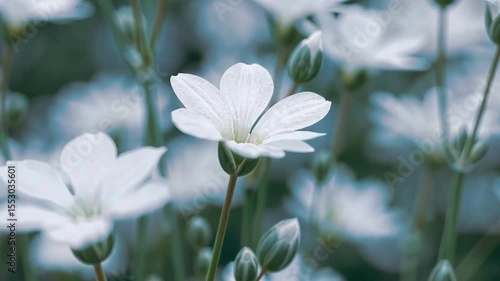 Delicate White Flowers Blooming in Soft Focus, Evoking Purity, Serenity, and Natural Beauty