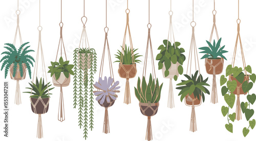 Collection of diverse houseplants in macrame hangers against a white background