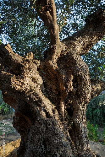 Gnarled trunk of old olive tree, Kardamyli, West Mani, Messenia, Peloponnese, Greece, Europe