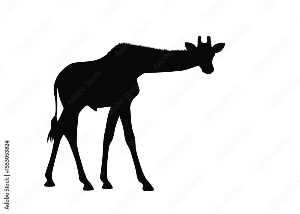 Fototapeta premium Giraffe silhouette isolated on background. Vector illustration.
