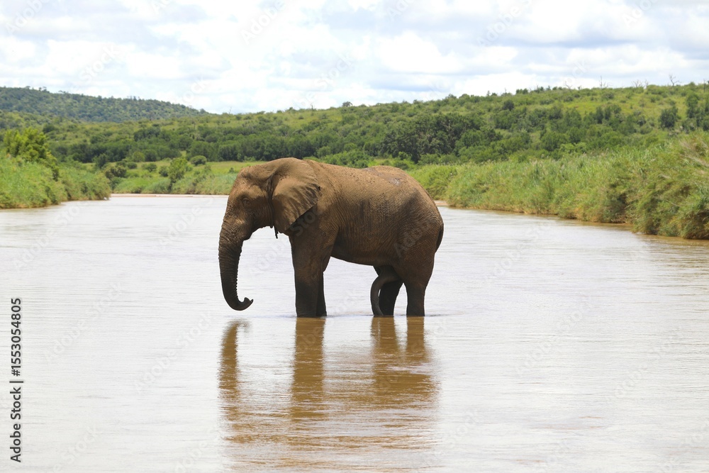 Fototapeta premium African Elephant Cooling Off in River on a Warm Summer Day