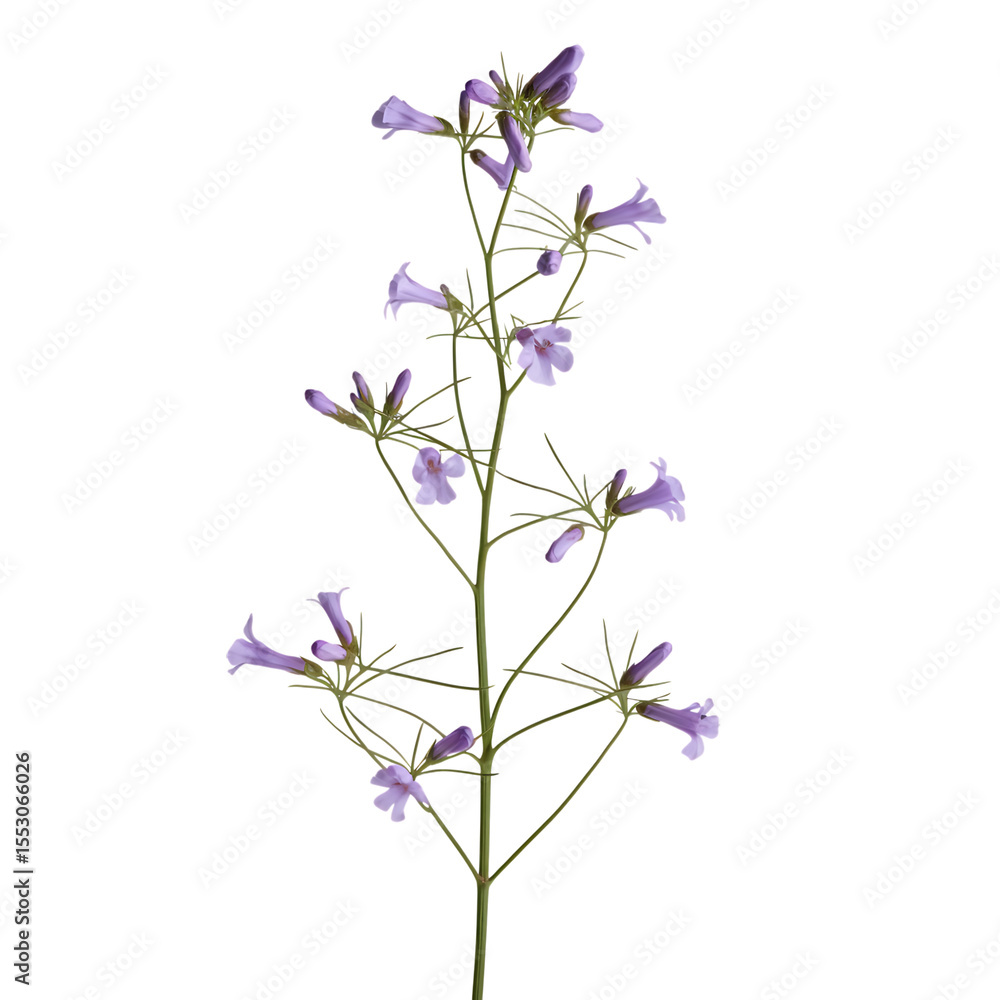Obraz premium Purple Wildflower