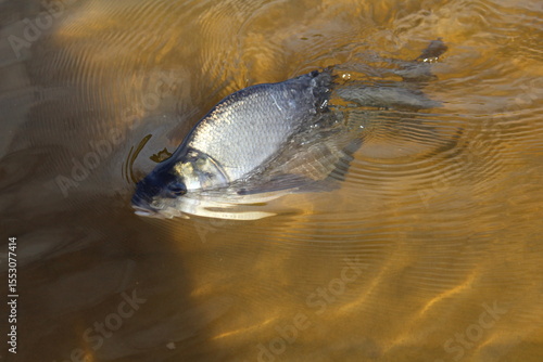 Carp fish swims in the clear water of the lake 