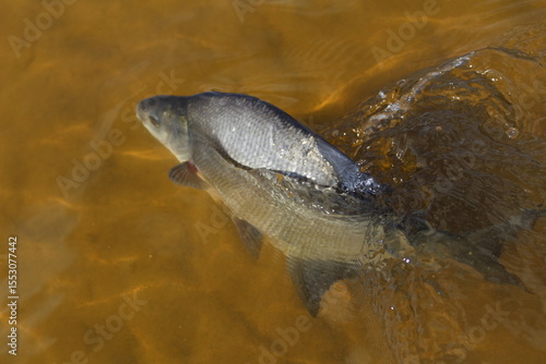 Carp fish swims in the clear water of the lake 