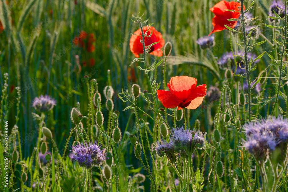 Naklejka premium poppy blossom in the agricultural field close-up