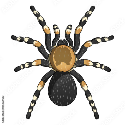 Mexican Redknee Tarantula – Realistic Spider Illustration of Popular Exotic Pet