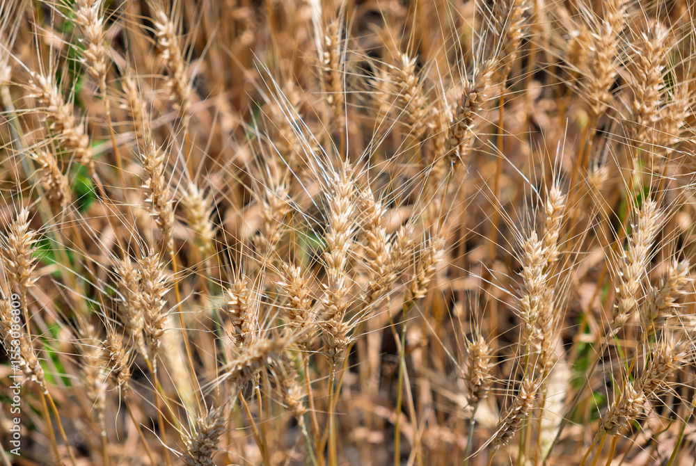 Fototapeta premium Golden ripe wheat ears in a field on a sunny day.Background of ripening ears of wheat field.Golden wheat crop growing in a rural farm field. Food production and natural ingredients