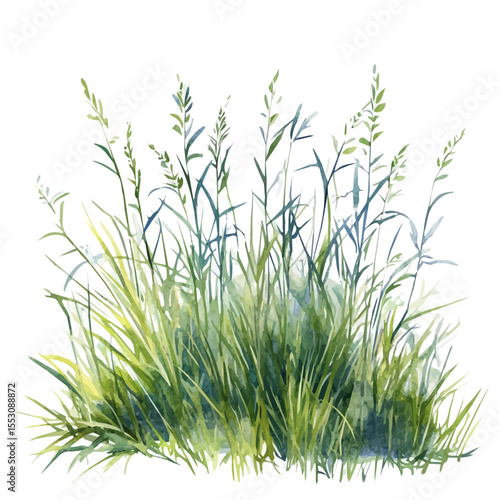 Tall Grass Spring Sky, watercolor illustration vector, isolated on a white background.