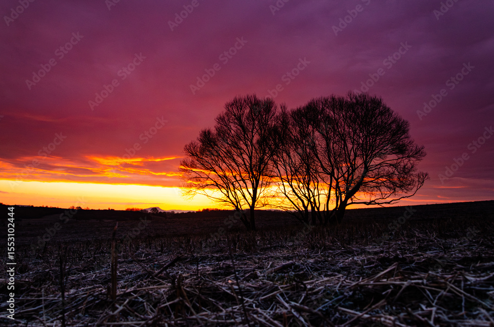 Fototapeta premium Colorful magical sunset over a rural landscape, dark morning with a tree in the village