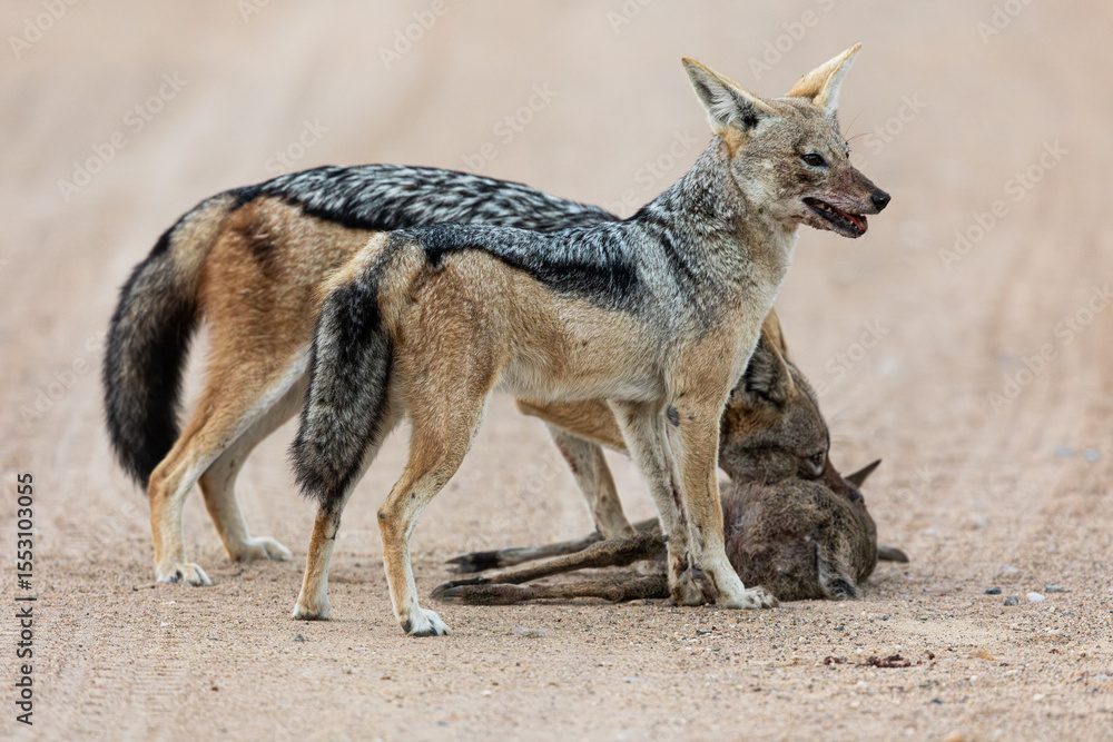 A pair of black backed jackals hunting and killing a duiker lamb A pair of black backed jackals hunting and killing a duiker lamb
