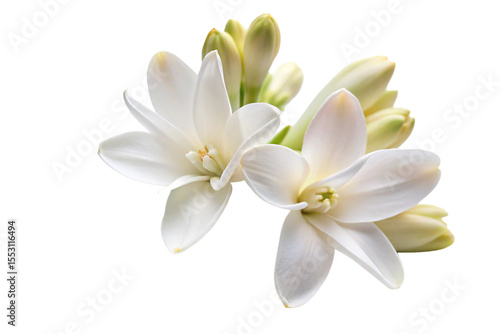 two Tuberose flowers on a white background