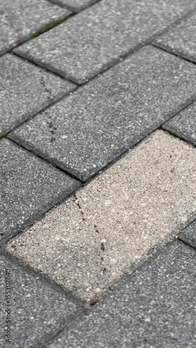 Ants Marching in a Line on Pavement Bricks